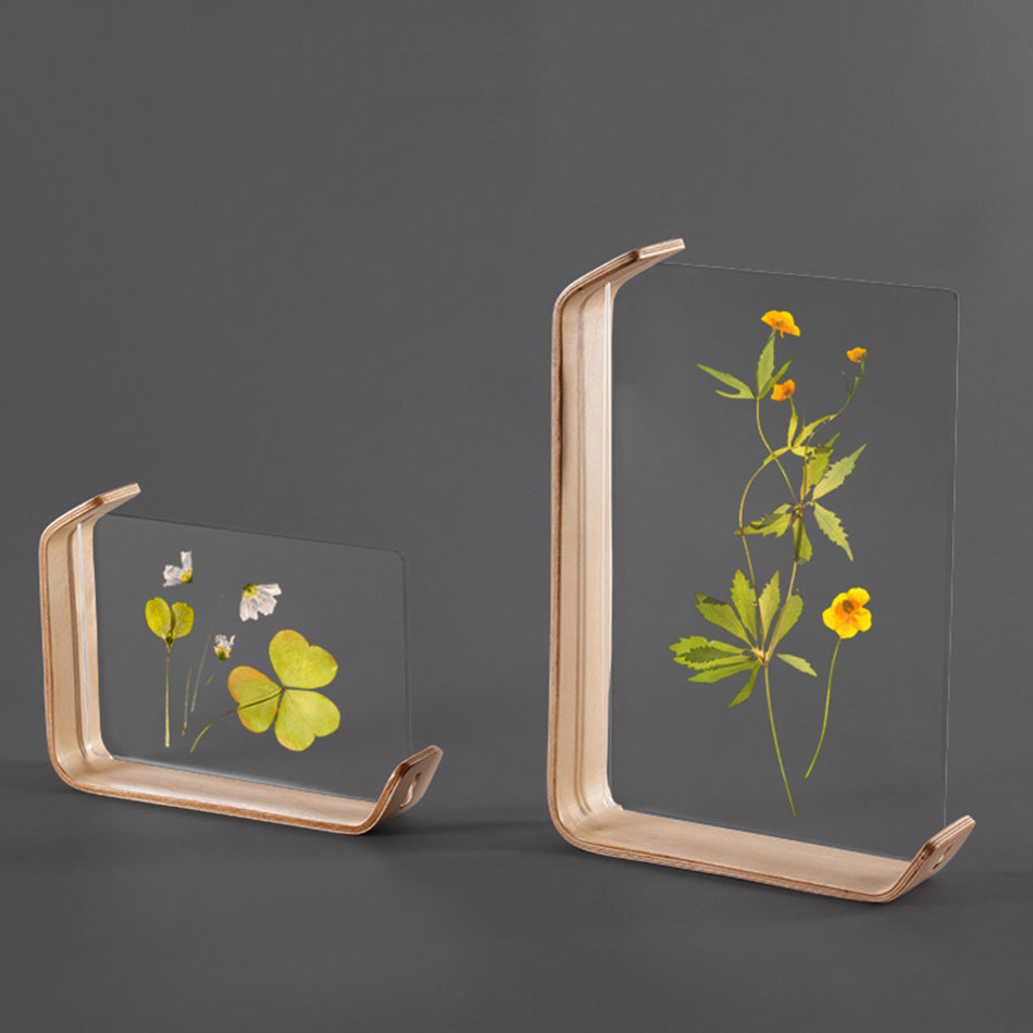 Wood & Acrylic Specimen Frame