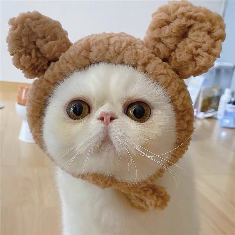Bear Ear Pet Hood