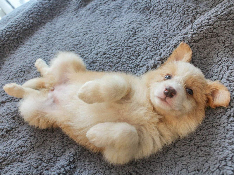 Plush Pet Blanket Mat