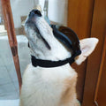 Cool Dog Sunglasses