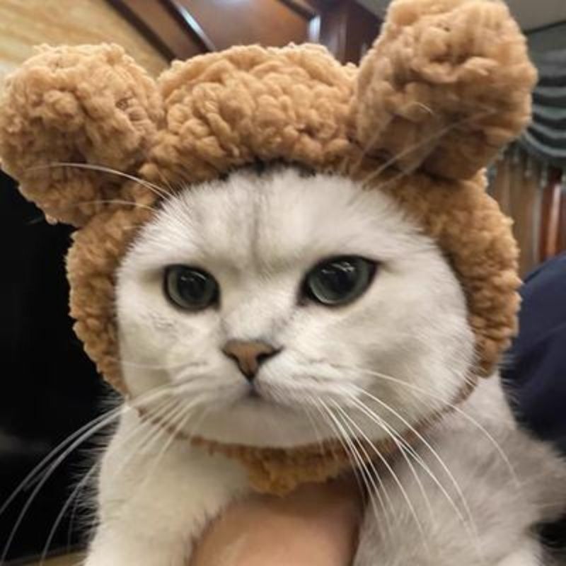 Bear Ear Pet Hood
