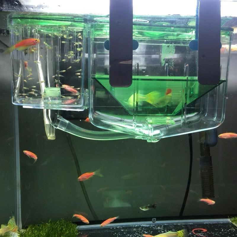 Aquarium Breeding Box