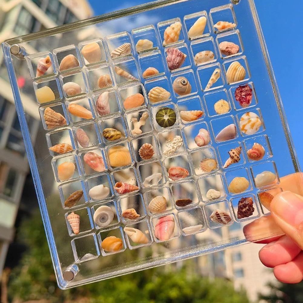 Seashell Display Box