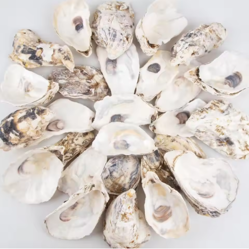 Oyster Shells with Pearls (30 pcs)
