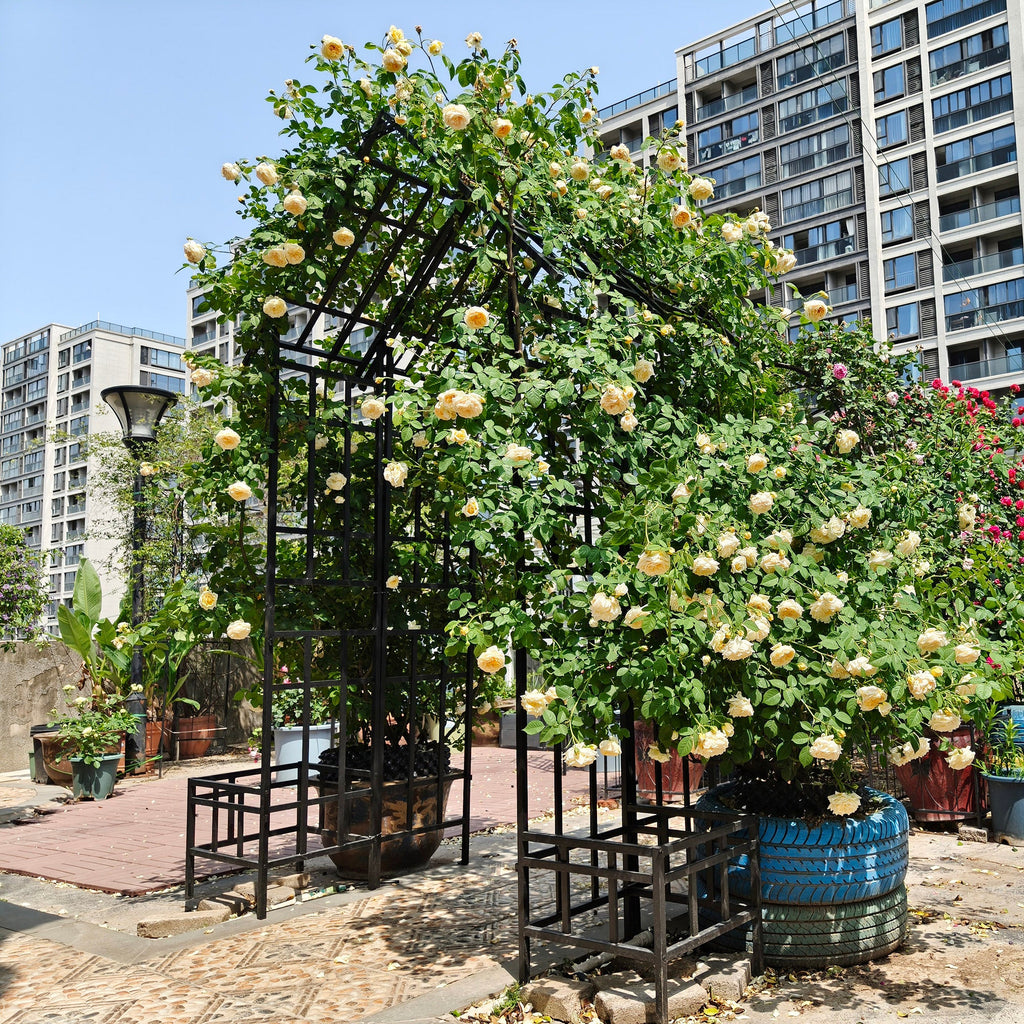 Metal Garden Arch