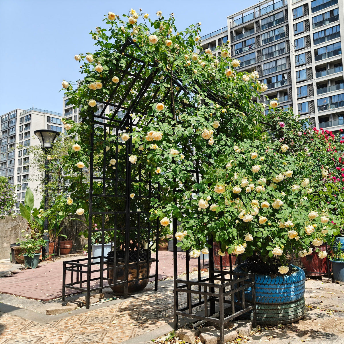 Metal Garden Arch