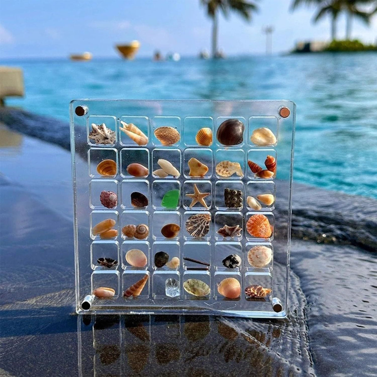Seashell Display Box