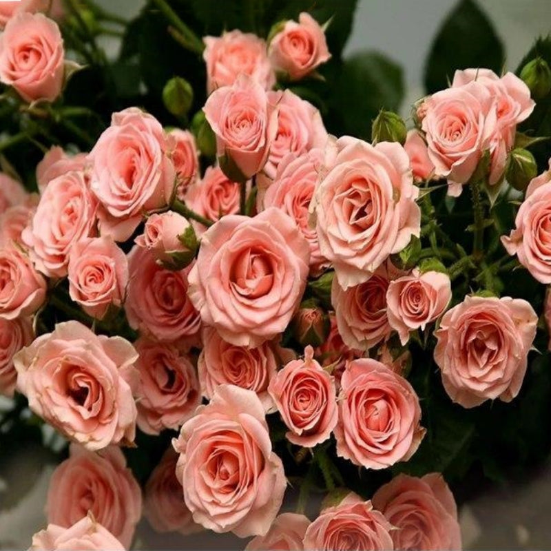 Roses 5D Diamond Painting Kit