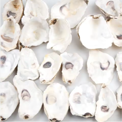 Oyster Shells with Pearls (30 pcs)