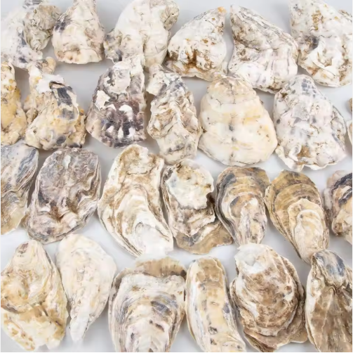 Oyster Shells with Pearls (30 pcs)